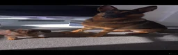 Miniature Dachshund dogs for stud: 🐾 Handsome Brown Dachshund Available at Stud 🐾 - Advert 7