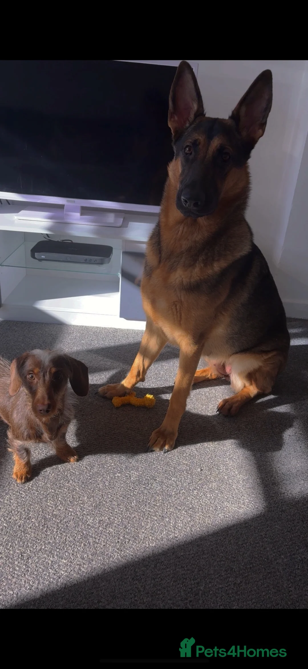 Miniature Dachshund dogs for stud: 🐾 Handsome Brown Dachshund Available at Stud 🐾 - Advert 7