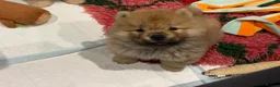 Chow Chow dogs for sale: Beautiful KC Registered Chow Chow Puppies  - Advert 19