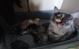 Maine Coon cats for sale: 3 beautiful full pedigree maincoon kittens  - Image 4
