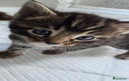 Bengal cats for sale:  Bengal with long haired blk & white kittens - Image 39