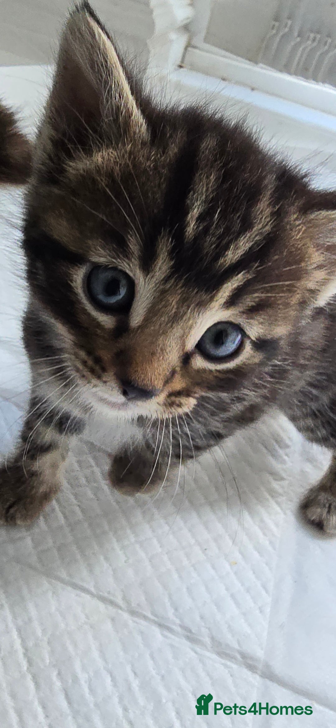 Bengal cats for sale:  Bengal with long haired blk & white kittens - Image 39