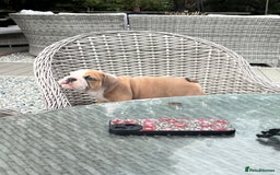 English Bulldog dogs for sale: Beautiful healthy boy  - Image 3