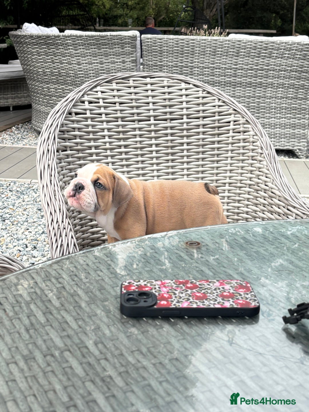 English Bulldog dogs for sale: Beautiful healthy boy  - Image 3