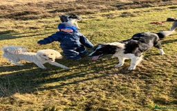 Bordoodle dogs for sale: BORDOODLE puppies DNA screened  - Advert 6