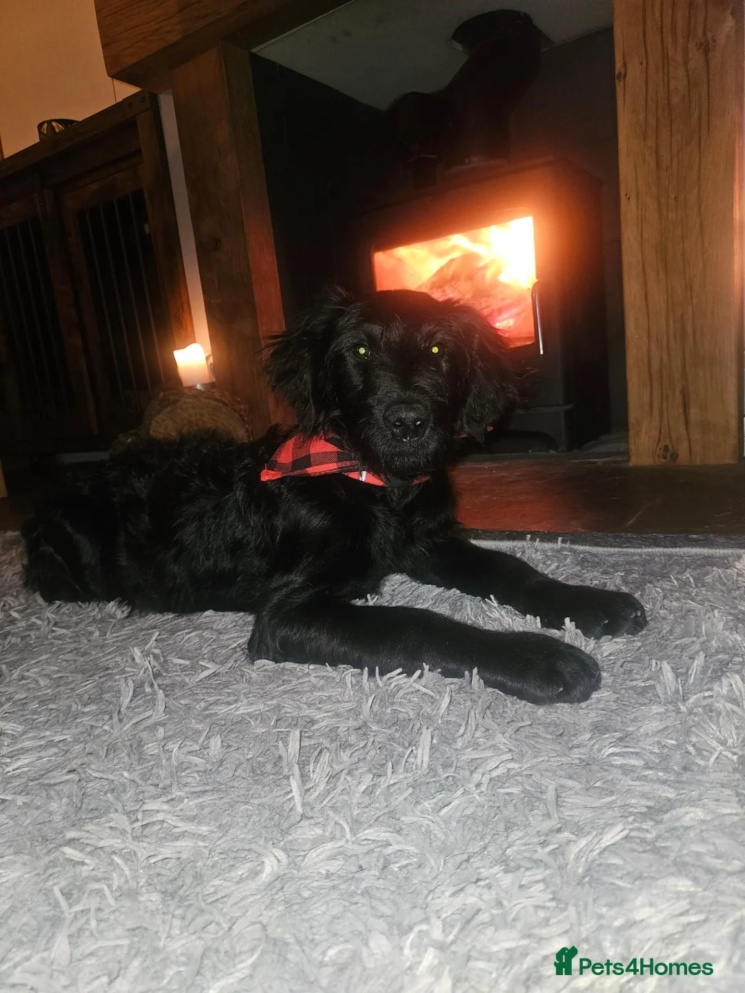 Goldendoodle dogs for sale: Male goldendoodle - Advert 1