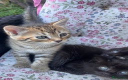 British Shorthair cats for sale: Beautiful fluffy kittens ready in 2 weeks  - Image 9