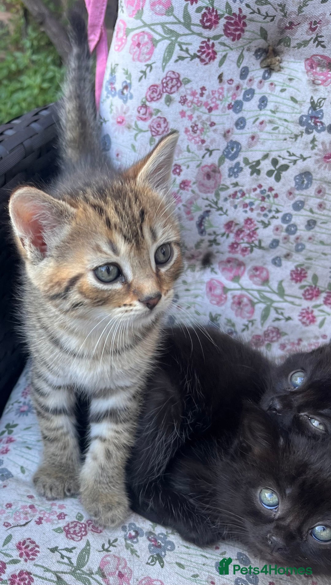 British Shorthair cats for sale: Beautiful fluffy kittens ready in 2 weeks  - Image 9
