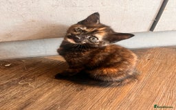 Mixed Breed cats for sale: Female kitten  - Image 3
