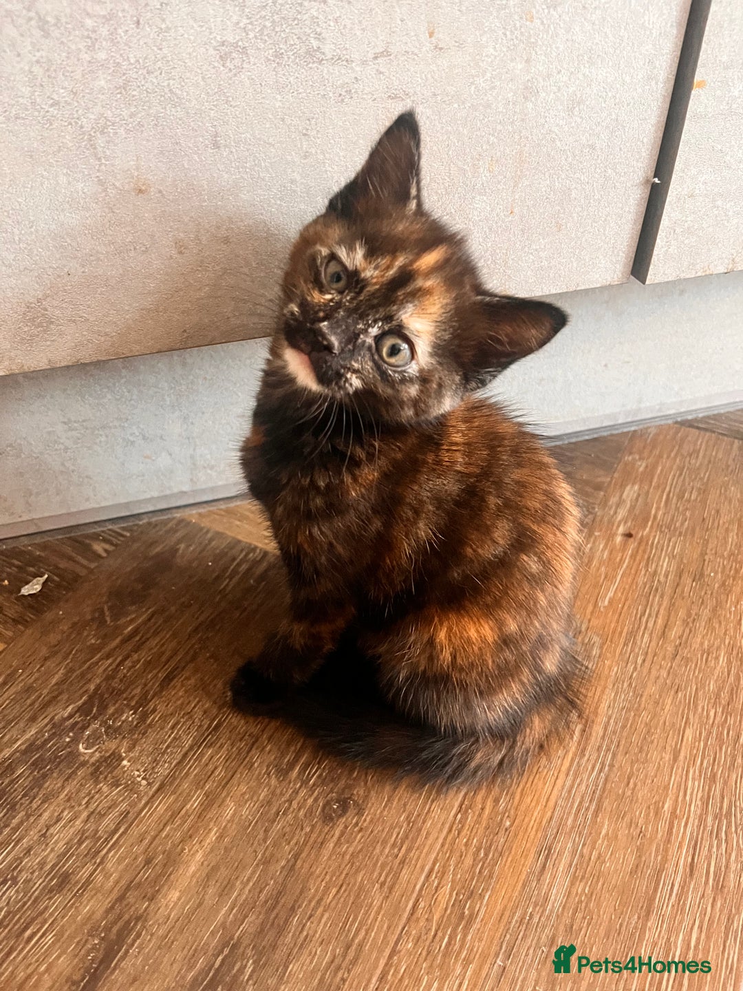 Mixed Breed cats for sale: Female kitten  - Image 3