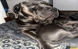 Cane Corso dogs for sale:  Pure breed Cane Corso  Puppies Looking for Homes  - Image 33