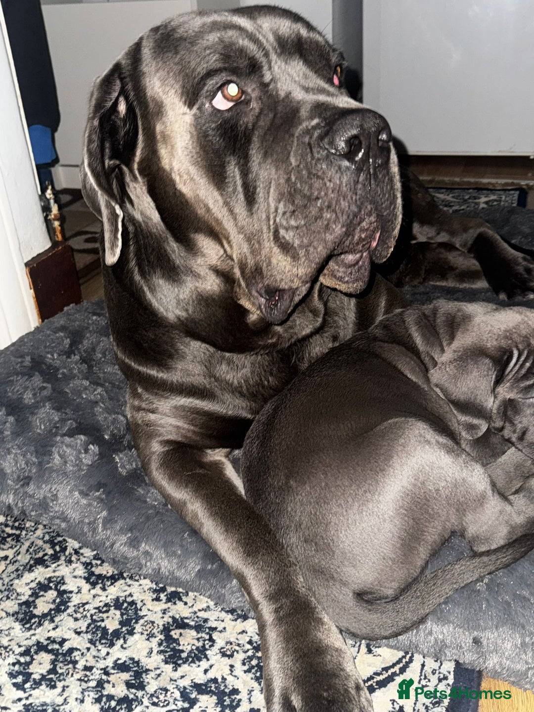Cane Corso dogs for sale:  Pure breed Cane Corso  Puppies Looking for Homes  - Image 33