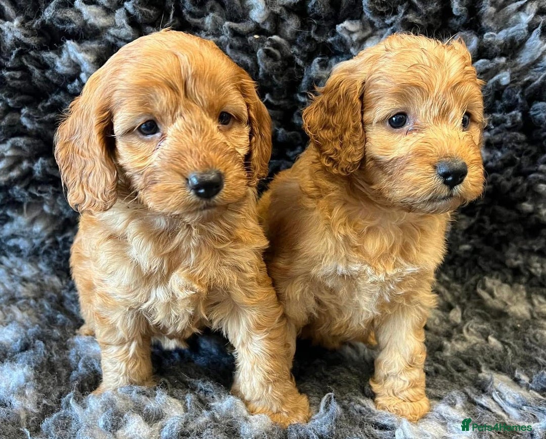 Cavapoo dogs for sale: Cavapoo puppies - Image 4