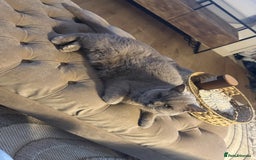 British Shorthair cats for sale: 6 year old British blue - Image 2