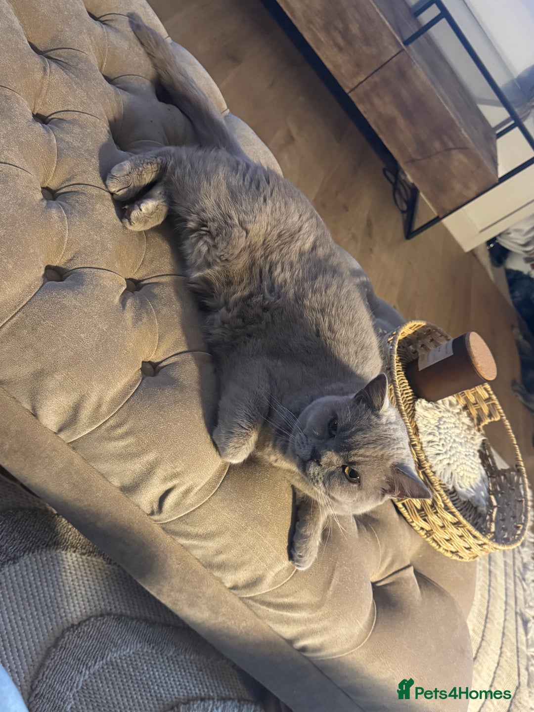 British Shorthair cats for sale: 6 year old British blue - Image 2