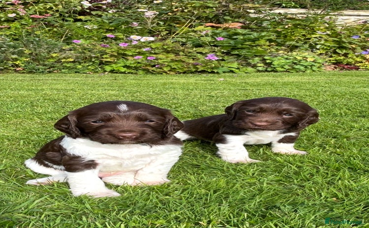 English Springer Spaniel dogs - Advert 15