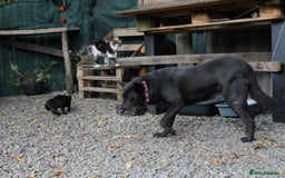 Mixed Breed dogs for adoption: 💖🐶 MARY 🐶💖 - Image 26