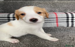 Mixed Breed dogs for sale: Cocker collie cross  - Image 6