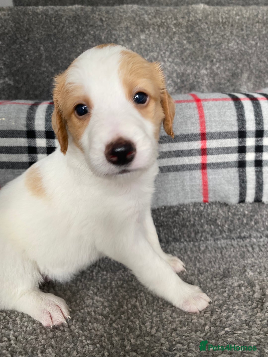 Mixed Breed dogs for sale: Cocker collie cross  - Image 6