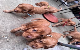 Cocker Spaniel dogs for sale: Pure breed cocker spaniels puppies  - Image 12