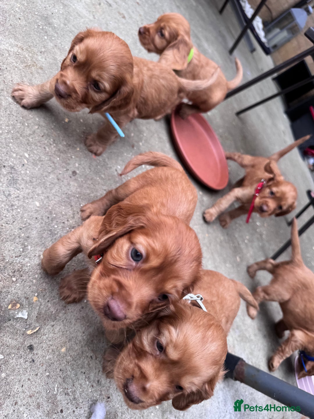 Cocker Spaniel dogs for sale: Pure breed cocker spaniels puppies  - Image 12
