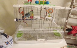 Budgerigars birds for sale: 3 budgies with med Vision cage - Image 6