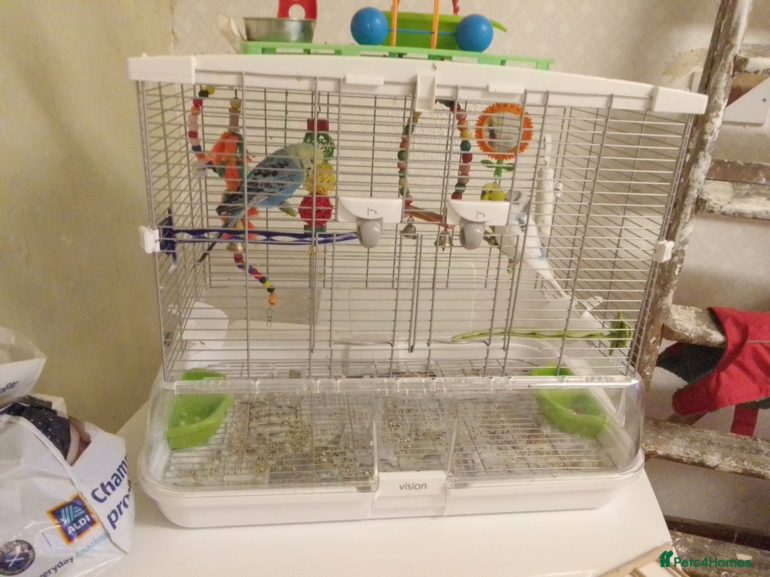 Budgerigars birds for sale: 3 budgies with med Vision cage - Image 6
