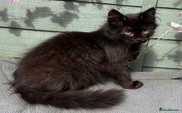 Siberian cats for sale: Beautiful kittens for 5* homes - Image 5