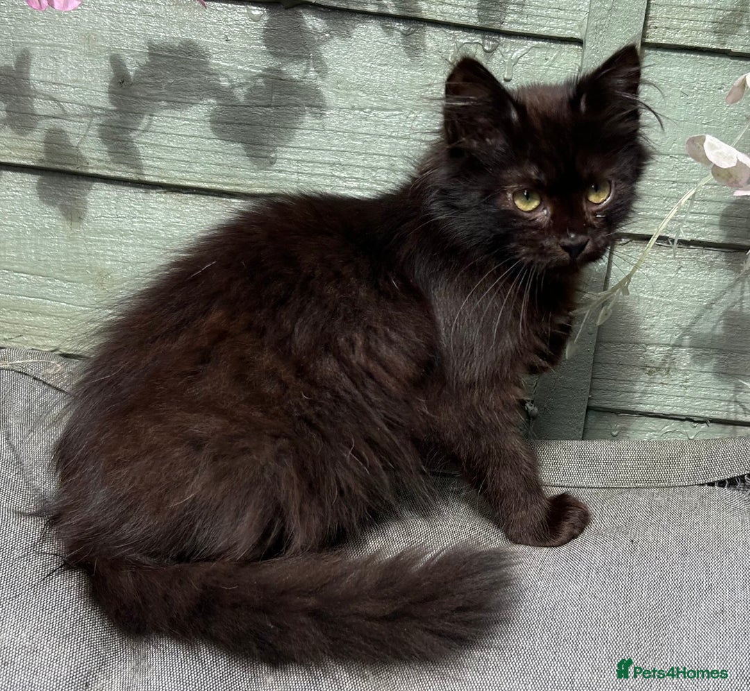 Siberian cats for sale: Beautiful kittens for 5* homes - Image 5