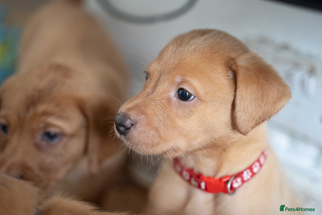 Labrador Retriever dogs for sale: Stunning Fox Red Labrador Puppies For Sale - Image 10