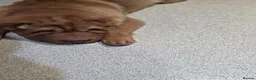 Shar Pei dogs for sale: Bear coat shar pei in Ripon - Advert 8