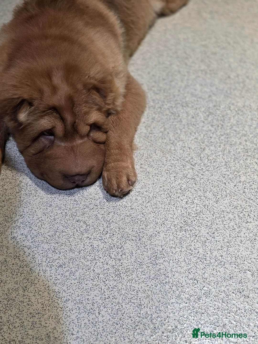 Shar Pei dogs for sale: Bear coat shar pei in Ripon - Advert 8