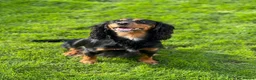 Cocker Spaniel dogs for sale: **MERLE** cocker spaniel puppies READY TO GO!!  - Advert 38