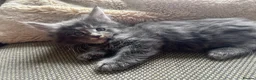 Maine Coon cats for sale: Mainecoon Kittens, ready 08/28! - Advert 19