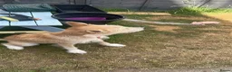 Mixed Breed dogs for sale: Rehoming needed for beautiful Luna - Advert 4