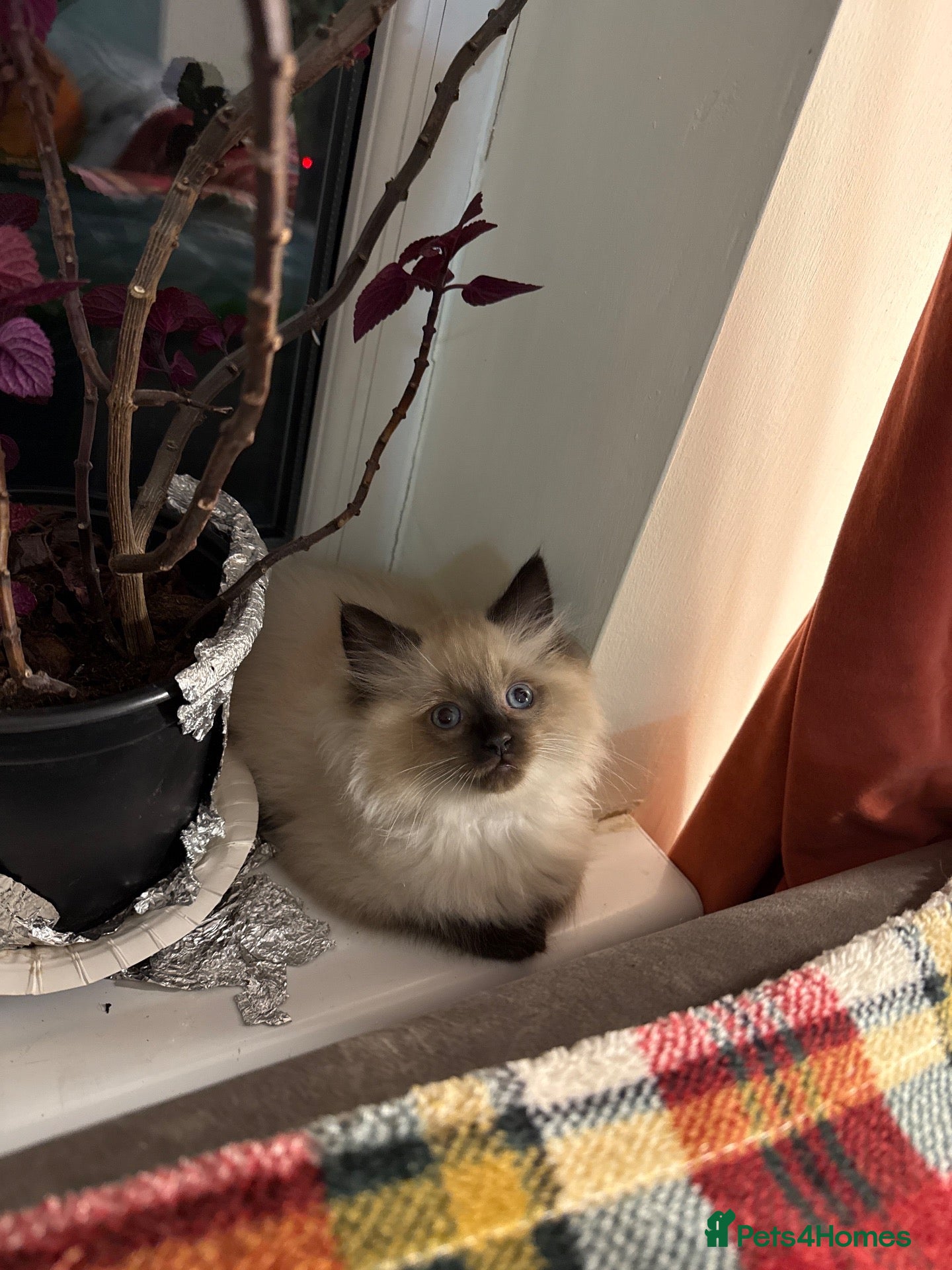 Mixed Breed cats ❗️Urgent❗️Ragdoll & British Longhair Mix Kittens - Advert 23