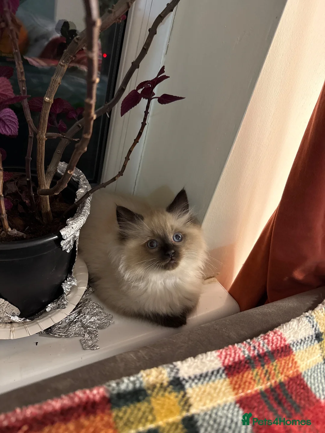 Mixed Breed cats for sale: ❗️Urgent❗️Ragdoll & British Longhair Mix Kittens - Advert 2