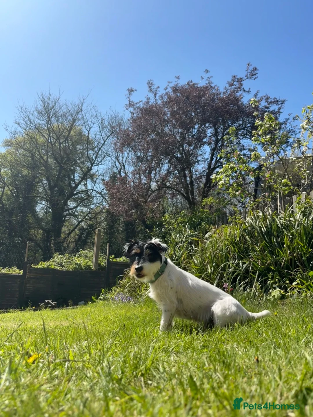 Jack Russell dogs for stud: Jack Russell broken haired soften temperament  in Skipton - Advert 5