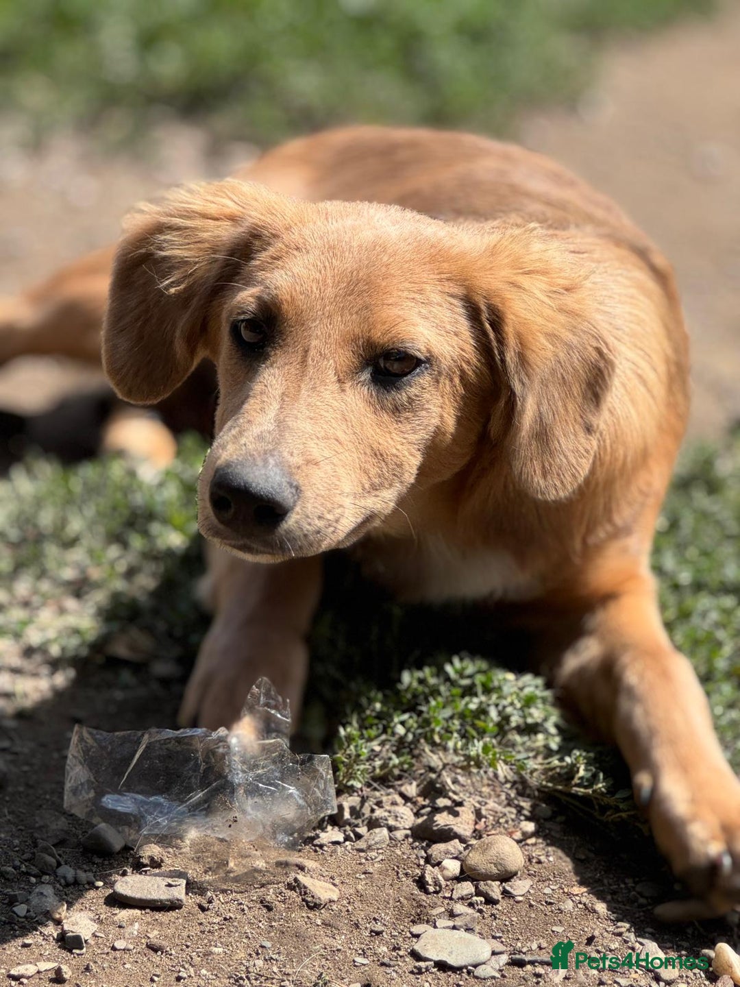 Mixed Breed dogs for adoption: THEO - a Superb Puppy Boy, for a Loving Home - Image 35