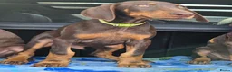 Dobermann dogs for sale: 💝🐾 Ready Now Chunky KC Registered pups 🐾 💝 - Advert 8