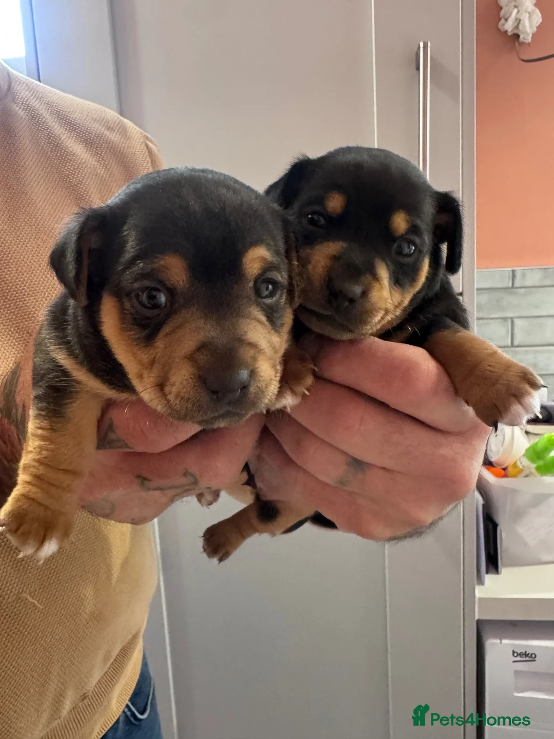 Jack Russell dogs for sale: Mini Jack Russel pups in Wakefield - Advert 2
