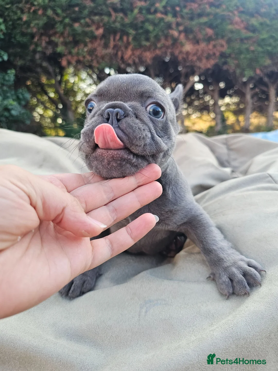 French Bulldog dogs for sale: Adorable French Bulldog Brother & Sister - Advert 2