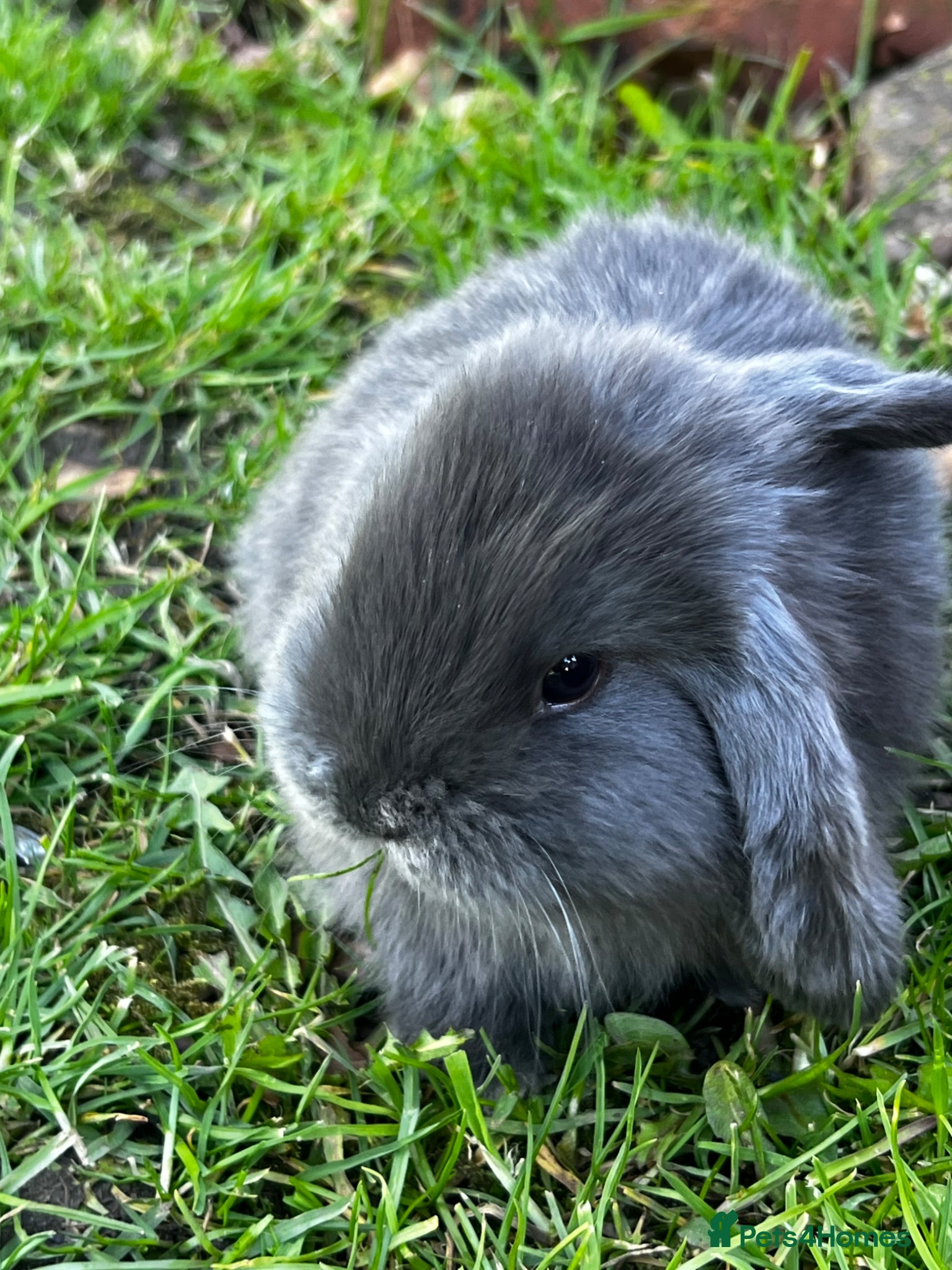 Mini Lop rabbits Mini loop - Advert 6