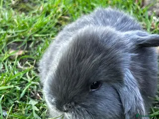 Mini Lop rabbits Mini loop - Advert 6