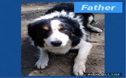 Border Collie dogs for sale: Border collie puppies  - Image 9