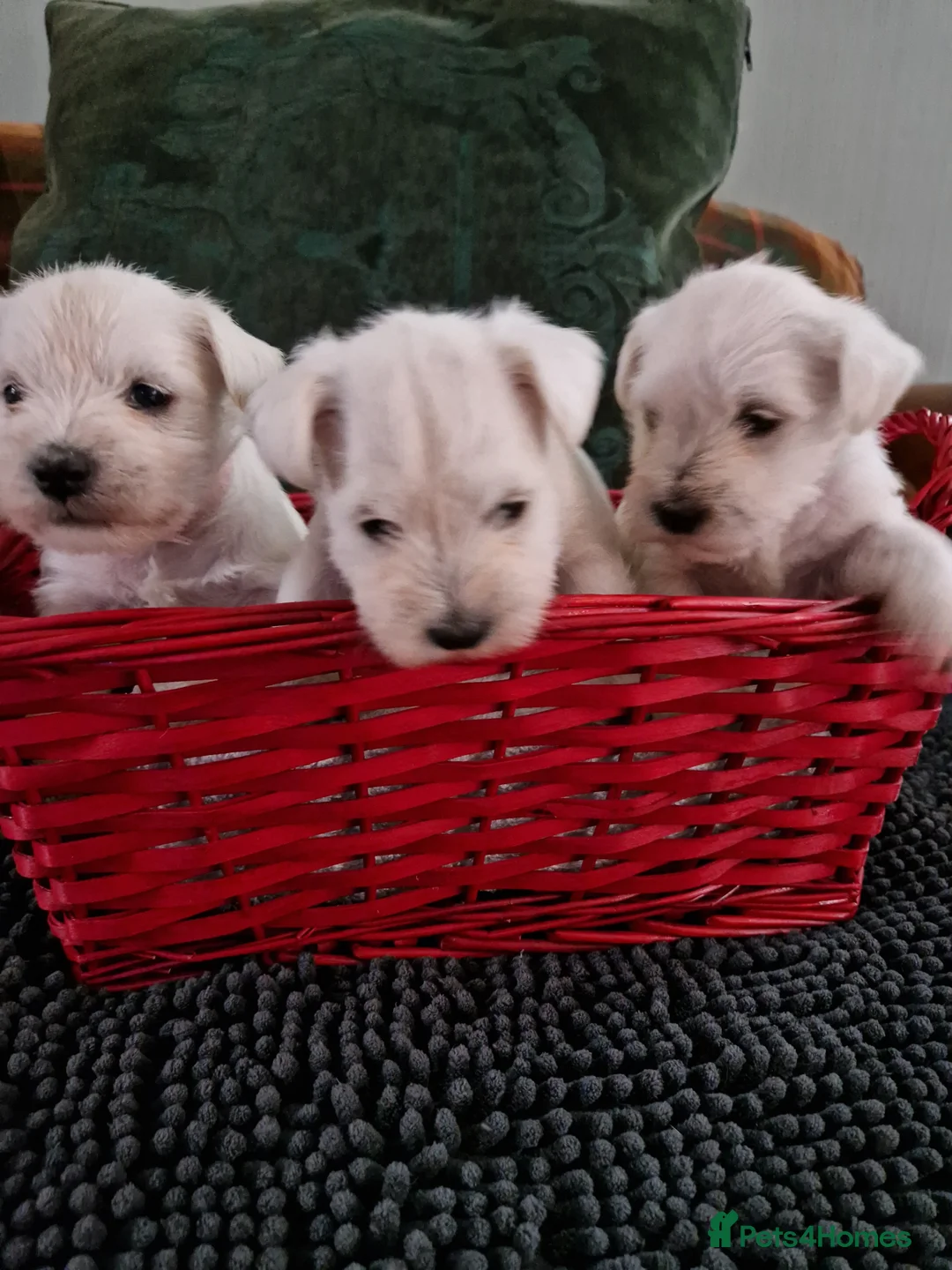 Miniature Schnauzer dogs for sale: Superb KC white minature schnauzer puppies  - Advert 14