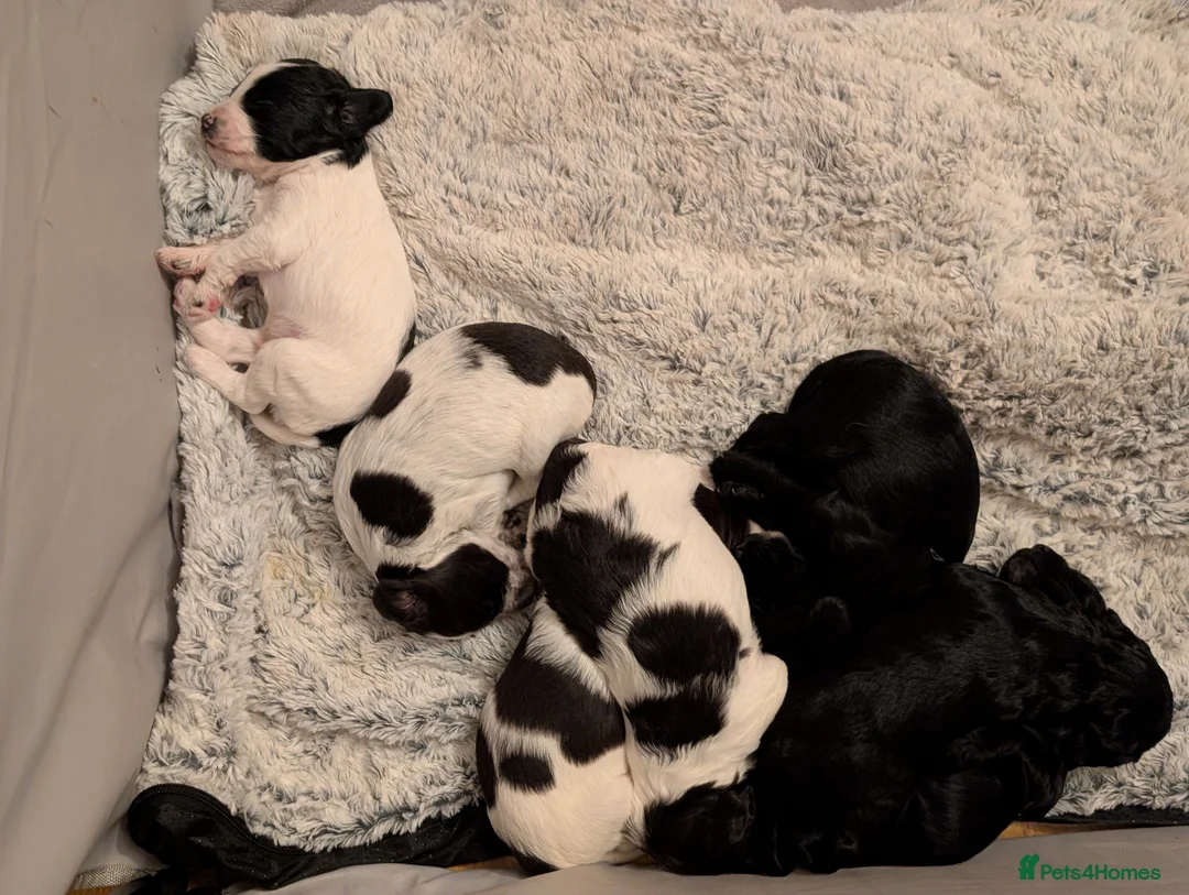 Sprocker dogs for sale: Stunning Sprocker Puppies  - Advert 4