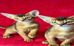 Abyssinian cats for sale: Beautiful Abyssinian Kittens- Raised with Love - Image 7