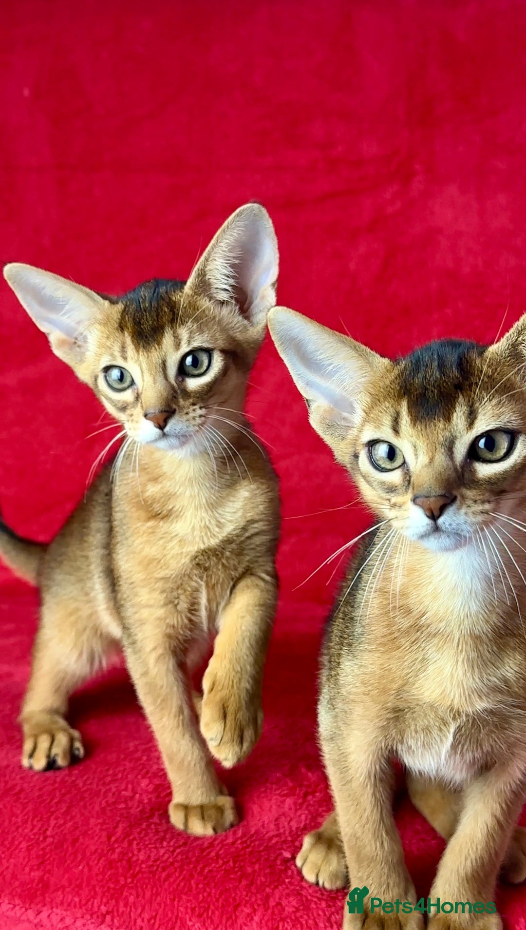 Abyssinian cats for sale: Beautiful Abyssinian Kittens- Raised with Love - Image 7