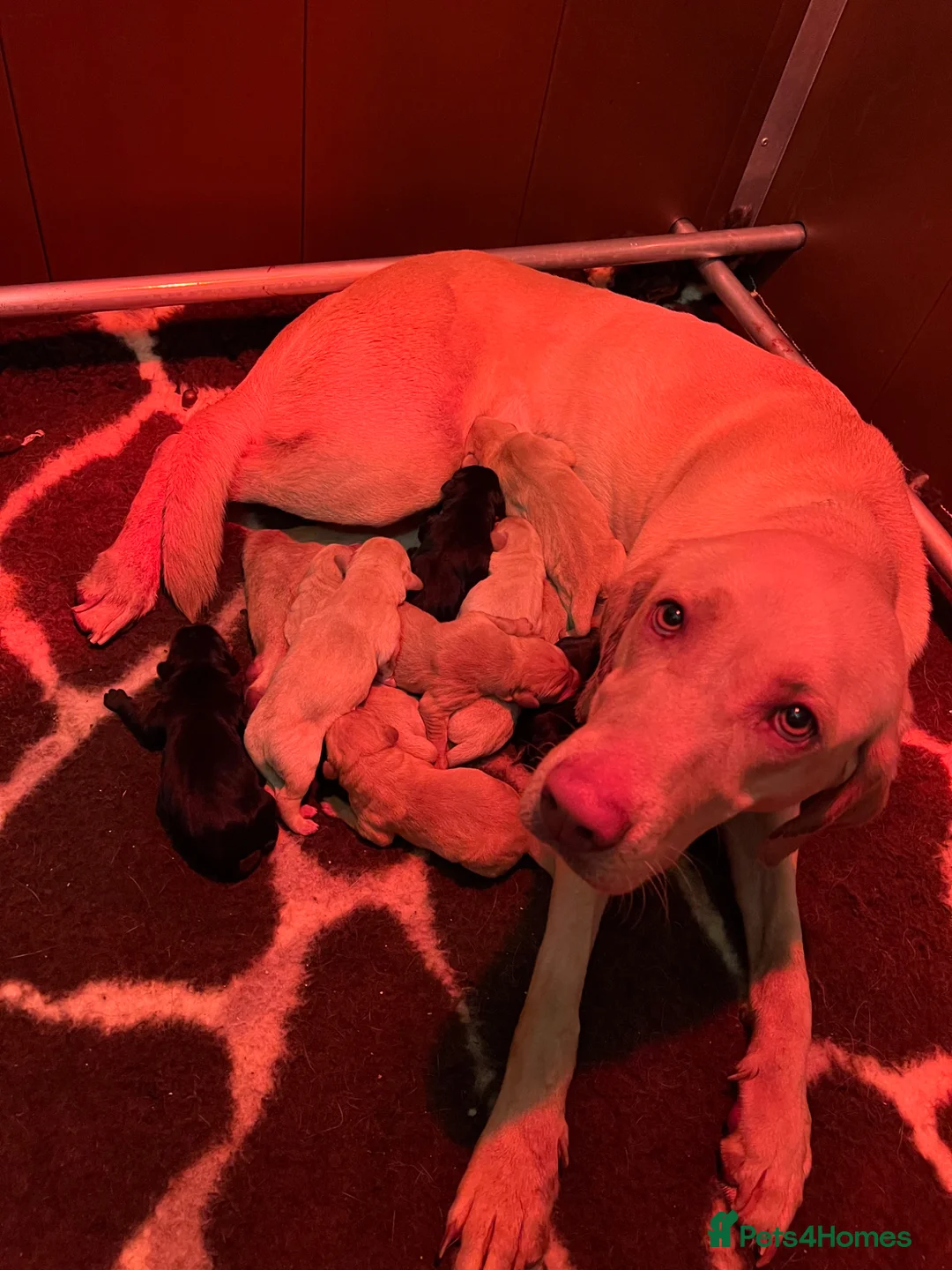 Labrador Retriever dogs for sale: KC LICENSED BREEDER - BLACK & YELLOW LABRADORS - Advert 22